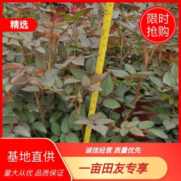 微型月季，绿化工程苗，品种齐全，款式多样，