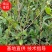 湖南油茶高产油茶苗规格全基地批发支持视频看货