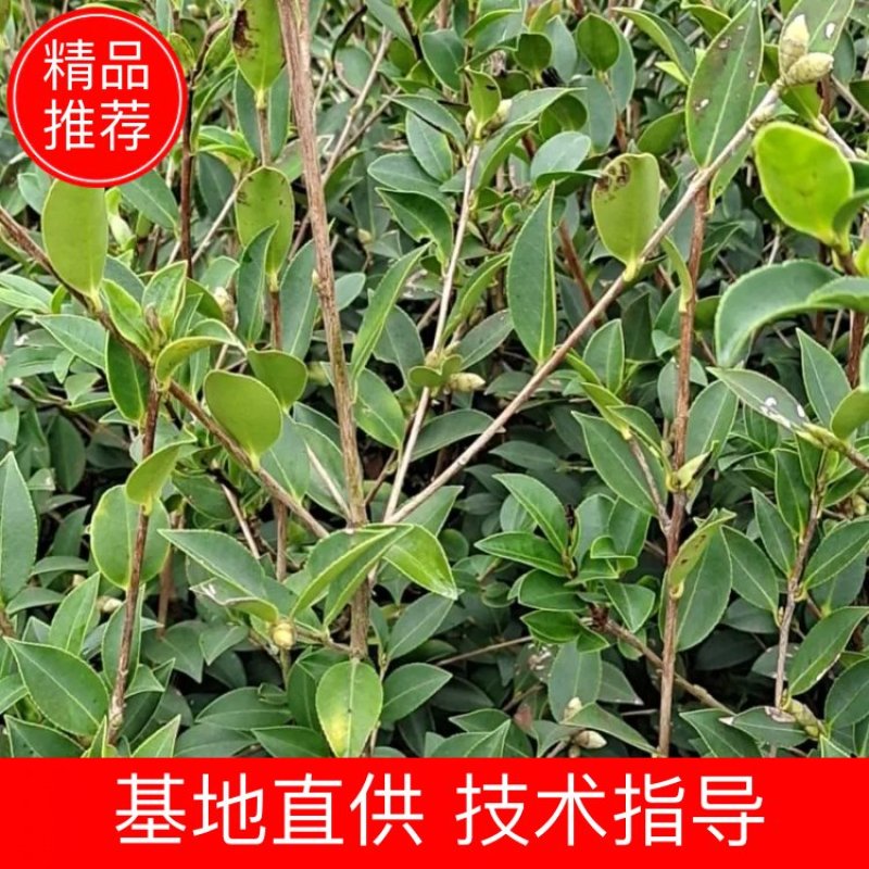 湖南油茶高产油茶苗规格全基地批发支持视频看货
