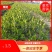 【优质】湖南精品油茶苗大量现货供应品质优良欢迎选购