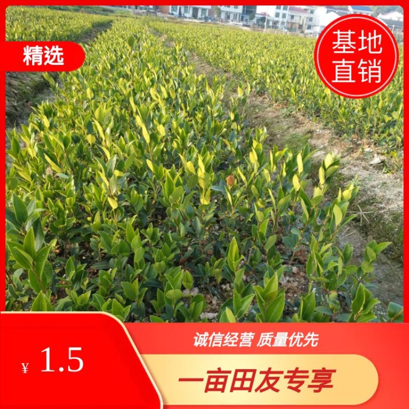 【优质】湖南精品油茶苗大量现货供应品质优良欢迎选购