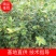 【推荐】油茶苗大量上市产地直供高产优质量大优惠欢迎联系