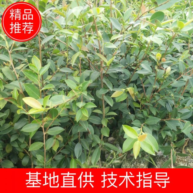 【推荐】油茶苗大量上市产地直供高产优质量大优惠欢迎联系