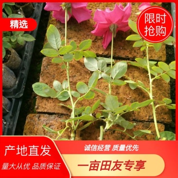 食用玫瑰苗20～30公分高可以做玫瑰酱，玫瑰纯露，精油，