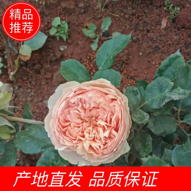 腾本月季，生长速度非常快，颜色鲜艳，花是香味浓郁，