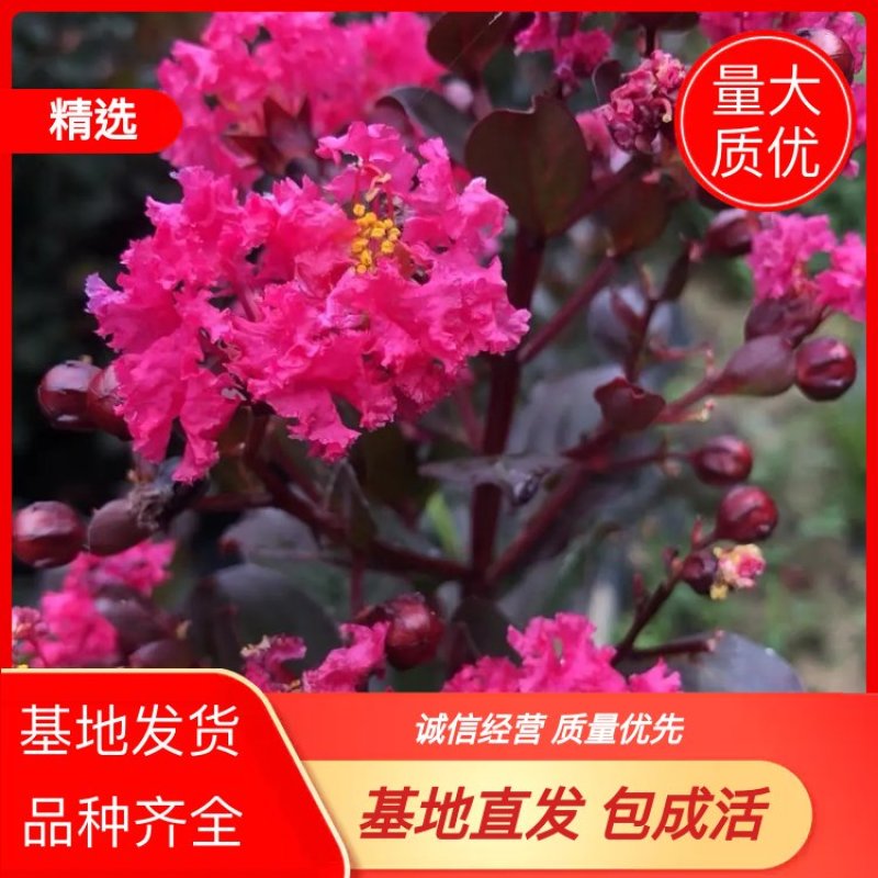 紫薇小苗，三红紫薇，红火箭，丛生小苗，单杆小苗大量出售！