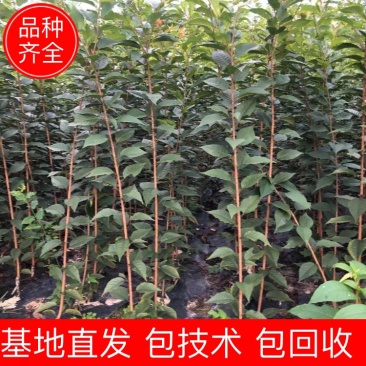 樱花苗，当年嫁接的晚樱苗，基地直销！数量有限！