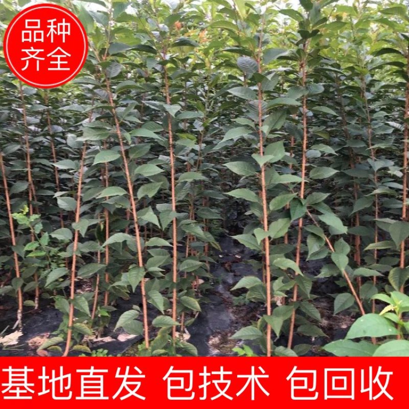 樱花苗，当年嫁接的晚樱苗，基地直销！数量有限！