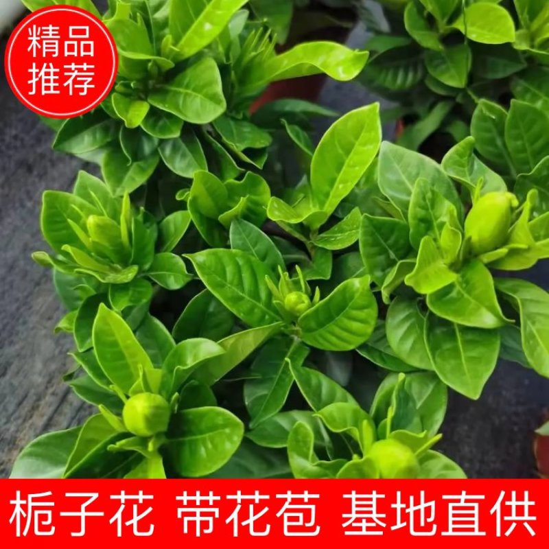 90#栀子花带花苞发货，秋季电商爆品，社区团购精选。