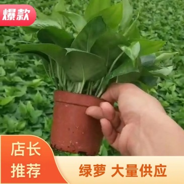 110#绿萝植物水培绿植自己家有货大量供应
