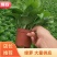 110#绿萝植物水培绿植自己家有货大量供应
