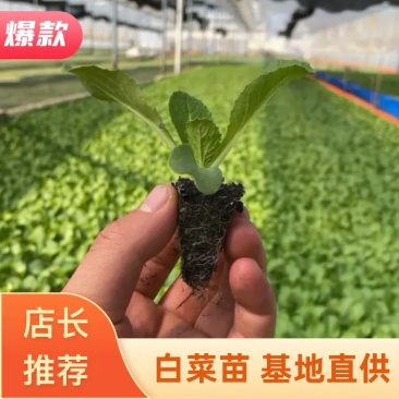 大白菜苗，抗病好，产量高，基地直供，价优