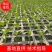 辣椒苗，线椒苗。抗病好，产量高，基地直供，价优！