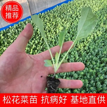 松花苗（青梗松花菜）、抗病好，适应性广，基地直供，价优