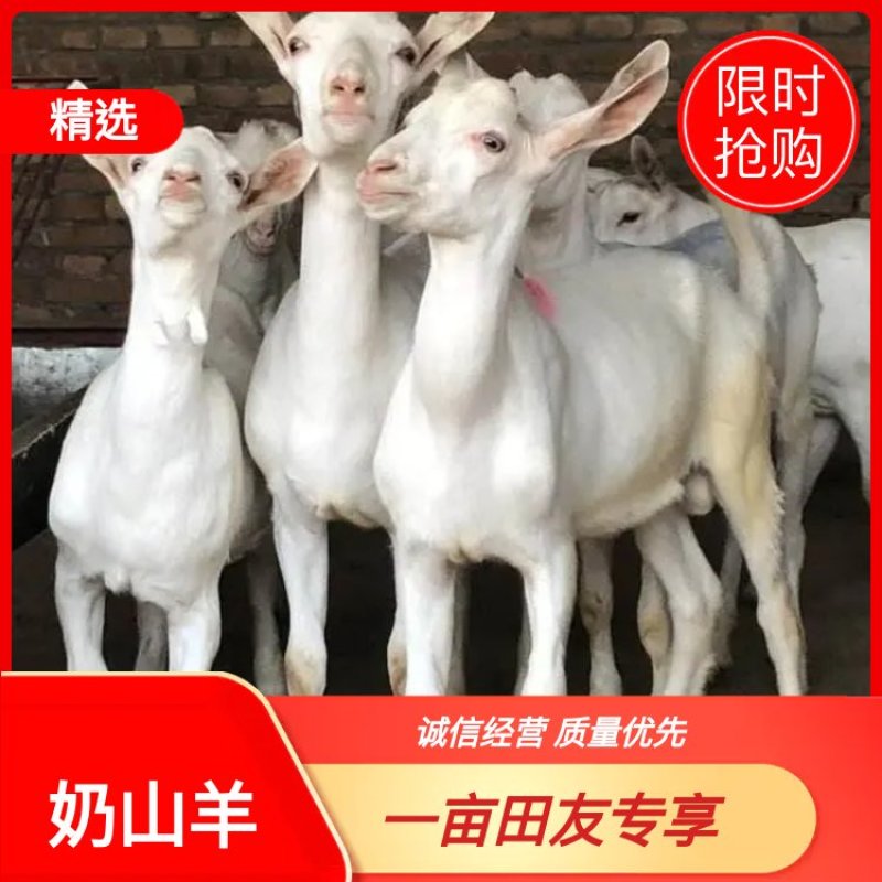 奶山羊关中奶山羊萨能奶山羊出售一天产奶8斤多