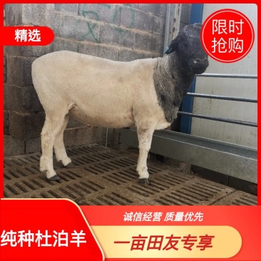 纯种杜泊羊一年两胎优质肉羊品种杜泊种羊场种羊价格