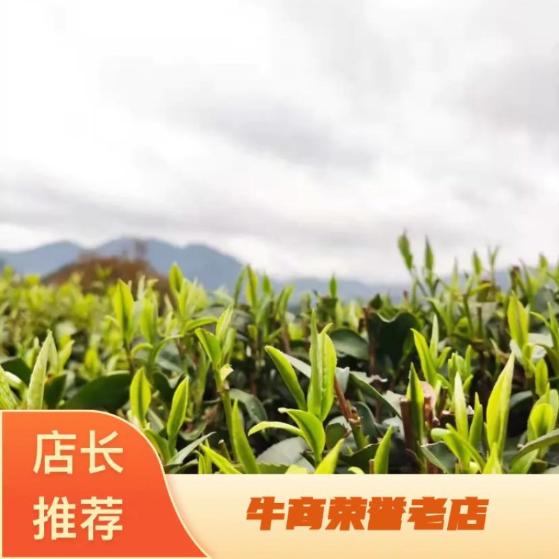 金秀大瑶山红茶口感好一手货源欢迎致电量大从优