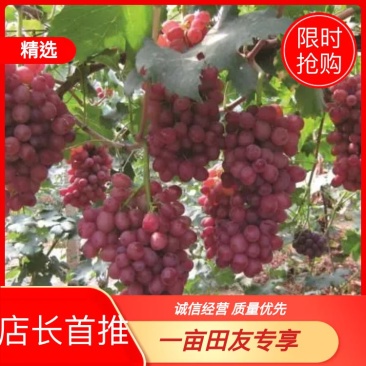 克伦生葡萄苗，每棵都精挑细选(假一赔十)提供管理技术