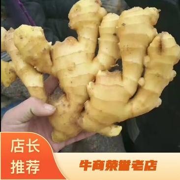 潍坊安丘大黄姜产地批发现挖现发货源充足代发全国