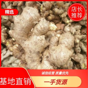 新鲜大黄姜老姜，基地直销，货源充足，货源质量保证。