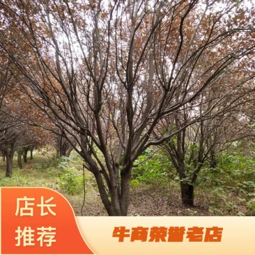 红叶李也叫紫叶李大量上市了，一手货源，可视频看货。