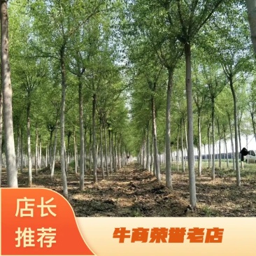 丝棉木苗3--15公分，现挖现卖，支持视频看货实地考察
