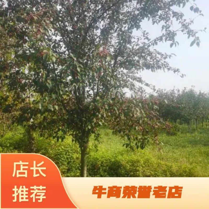 山东聊城冠县北美海棠5--15公分，自有基地，产地直发