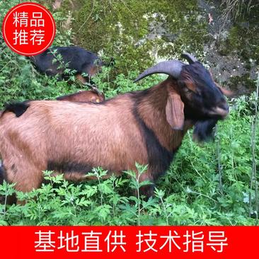 四川省巴中市南江县中小耳黄羊优秀种公种母出售
