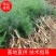 天冬苗云南产地直供诚信经营发货全国有意者可电话联系