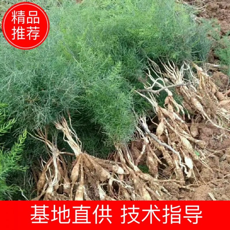 天冬苗云南产地直供诚信经营发货全国有意者可电话联系