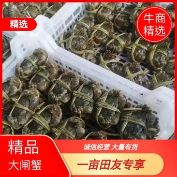 江苏南京高淳固城湖大闸蟹大量上市商超酒店专用!