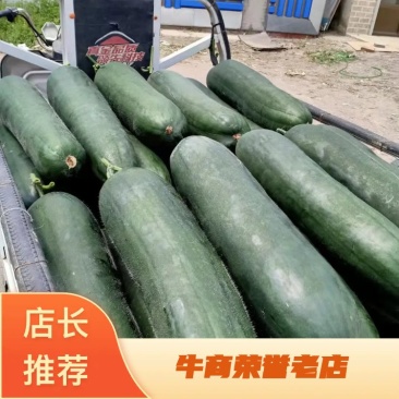 河北黑皮吊冬瓜20斤起步颜色亮条形好，可视频看货欢迎致电