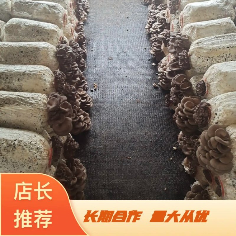 长期供应精品优质黑平菇