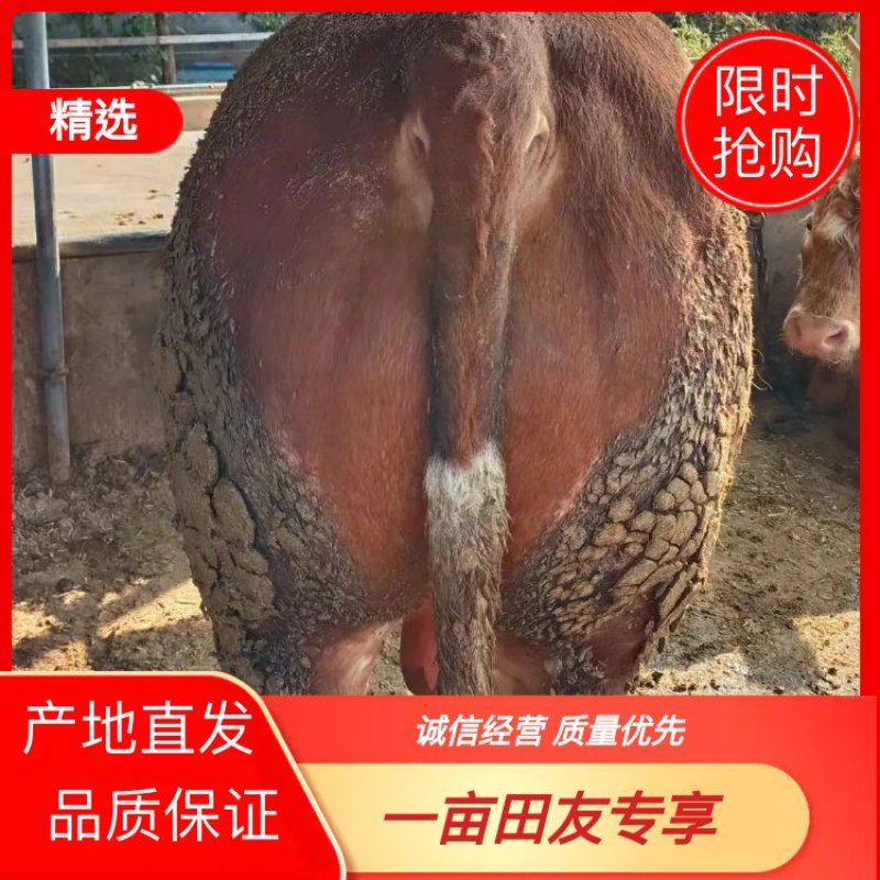 育肥肉牛，公牛母牛出肉率高、油少、出肉率高到50%以上、