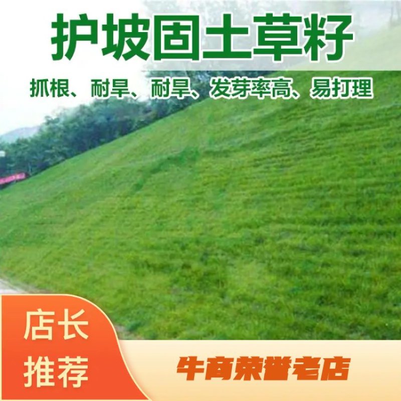 护坡高羊茅草种子护坡固土耐寒抗热四季青四季青种子