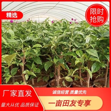 三角梅，80，60，40公分，造型树三角梅都有，