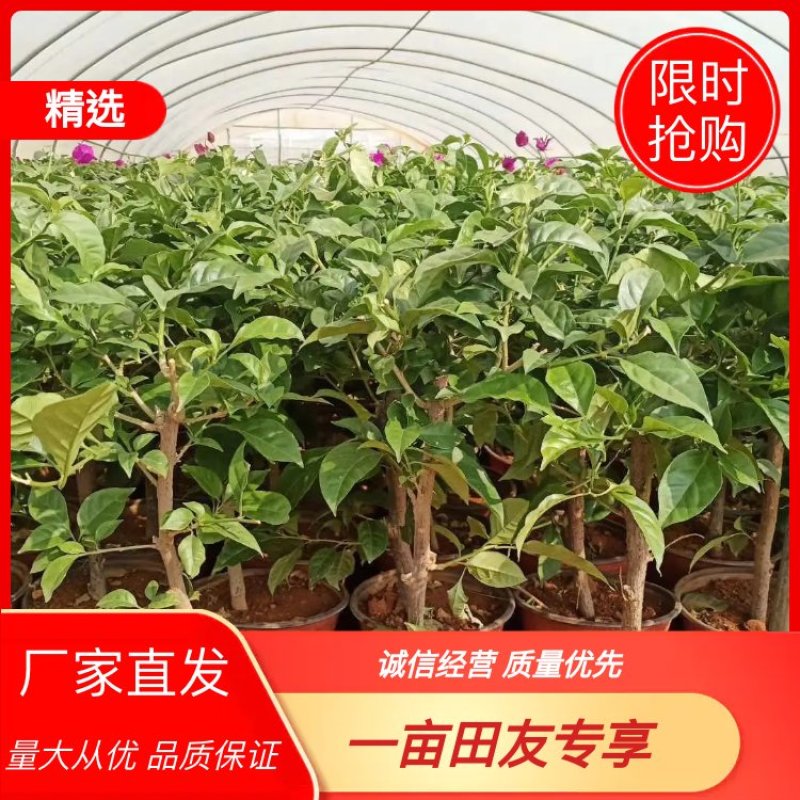 三角梅，80，60，40公分，造型树三角梅都有，