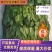 精品大叶菠菜基地直供量大从优，做工精细，全国发货，
