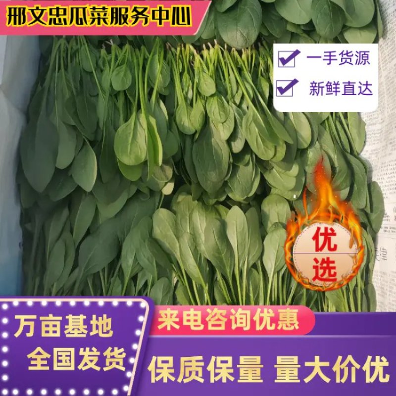 精品大叶菠菜基地直供量大从优，做工精细，全国发货，