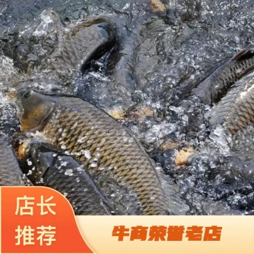 基地批发山泉流水养殖红尾鲤鱼放钓食用鲜活鲤鱼