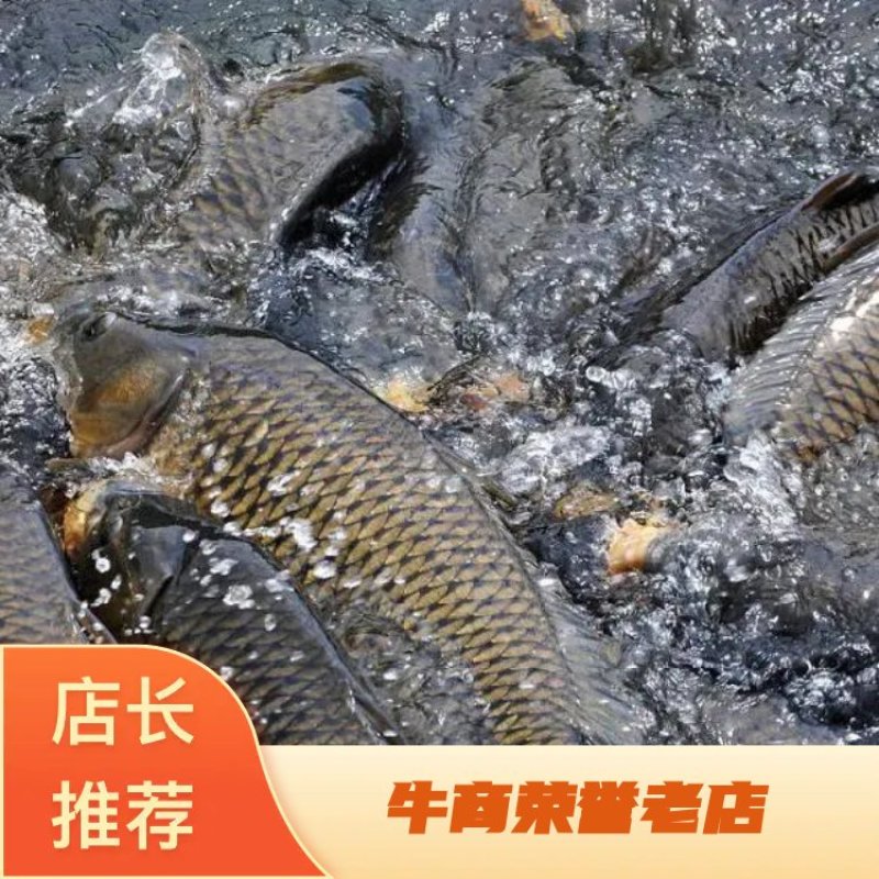 基地批发山泉流水养殖红尾鲤鱼放钓食用鲜活鲤鱼