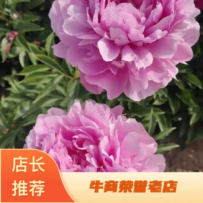 【芍药花】航天芍药苗庭院盆栽芍药苗易活带根发欢迎