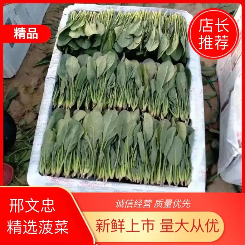 精品大叶菠菜基地直供量大从优，做工精细，全国发货，