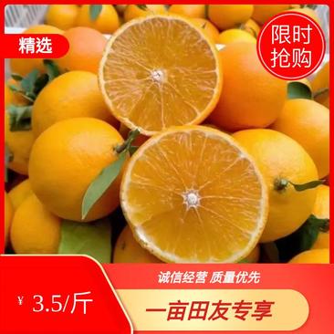精品云南大理宾川县柑橘橙子果大味甜货优量足欢迎进店选购