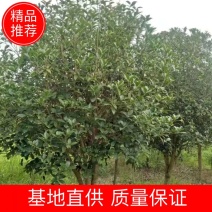 【桂花苗】现挖现发基地直供无中间商包成活包技术