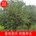 【桂花苗】现挖现发基地直供无中间商包成活包技术