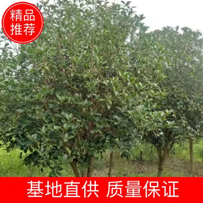 【桂花苗】现挖现发基地直供无中间商包成活包技术