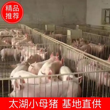 常年供应太湖原种小母猪沂蒙黑小母猪长白母猪质优价廉