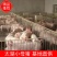 常年供应太湖原种小母猪沂蒙黑小母猪长白母猪质优价廉