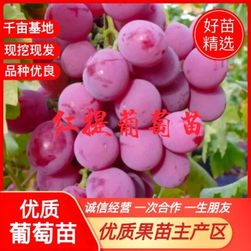 【实力推荐】葡萄苗红提提葡萄苗保成活率免费技术指导